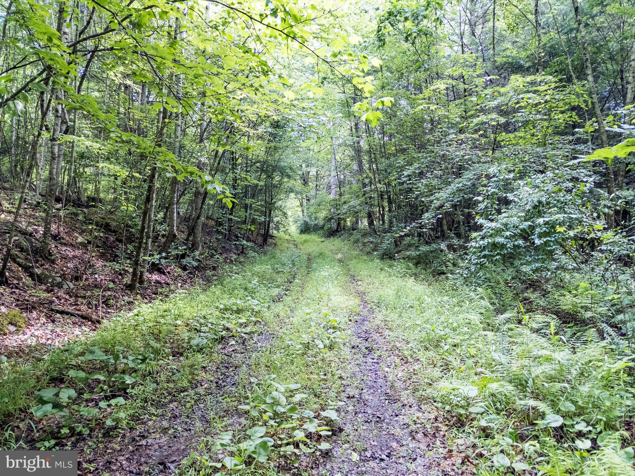 0 Coal River Road Glen Daniel, WV 25844 - Photo 15 of 21 a view of a lush green forest