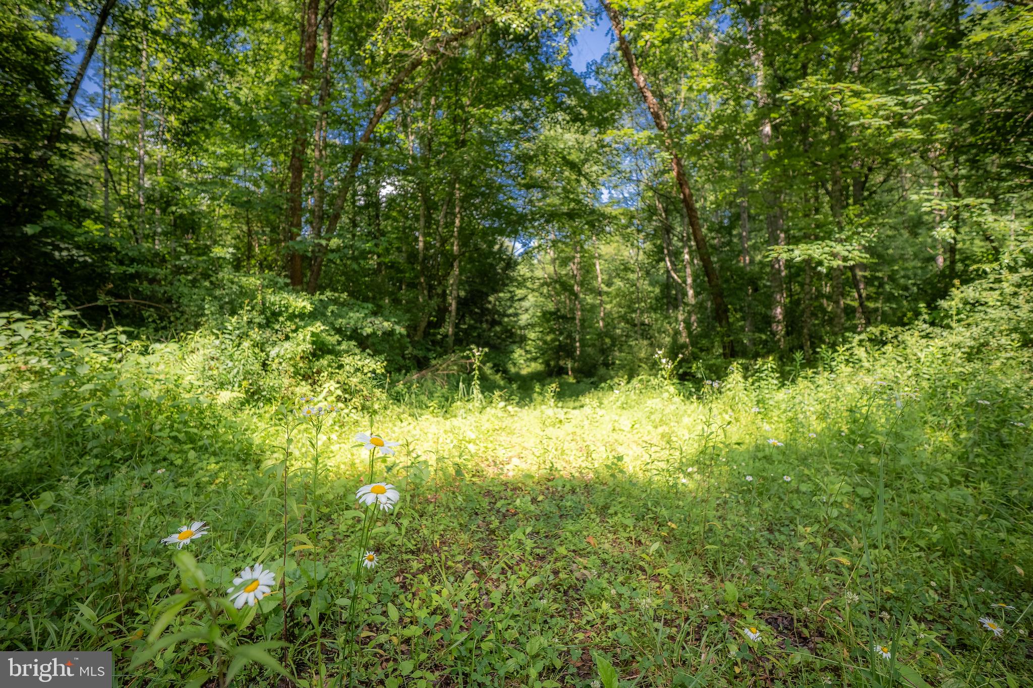 0 Coal River Road Glen Daniel, WV 25844 - Photo 16 of 21 a view of a yard