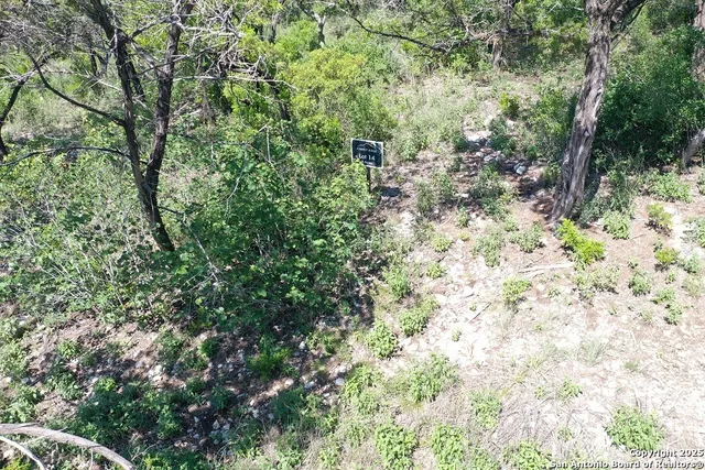 a view of a yard with plants and trees