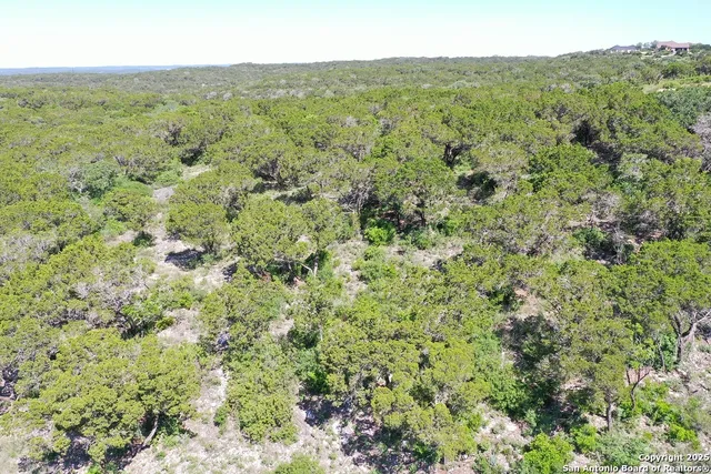 a view of a forest with an trees