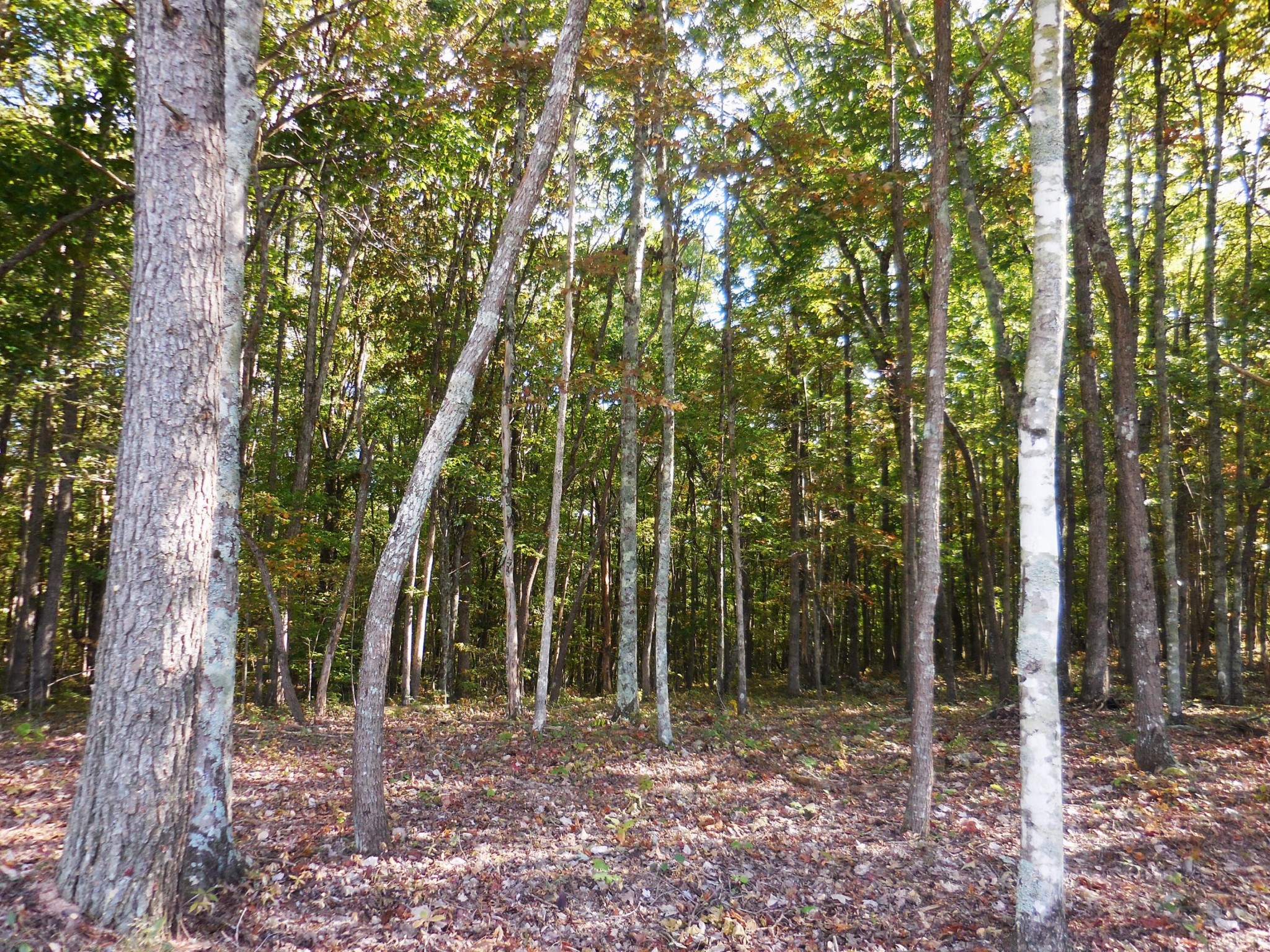 29 Grape Vine Road Crossville, TN 38572 - Photo 1 of 32 Gallery Image 1