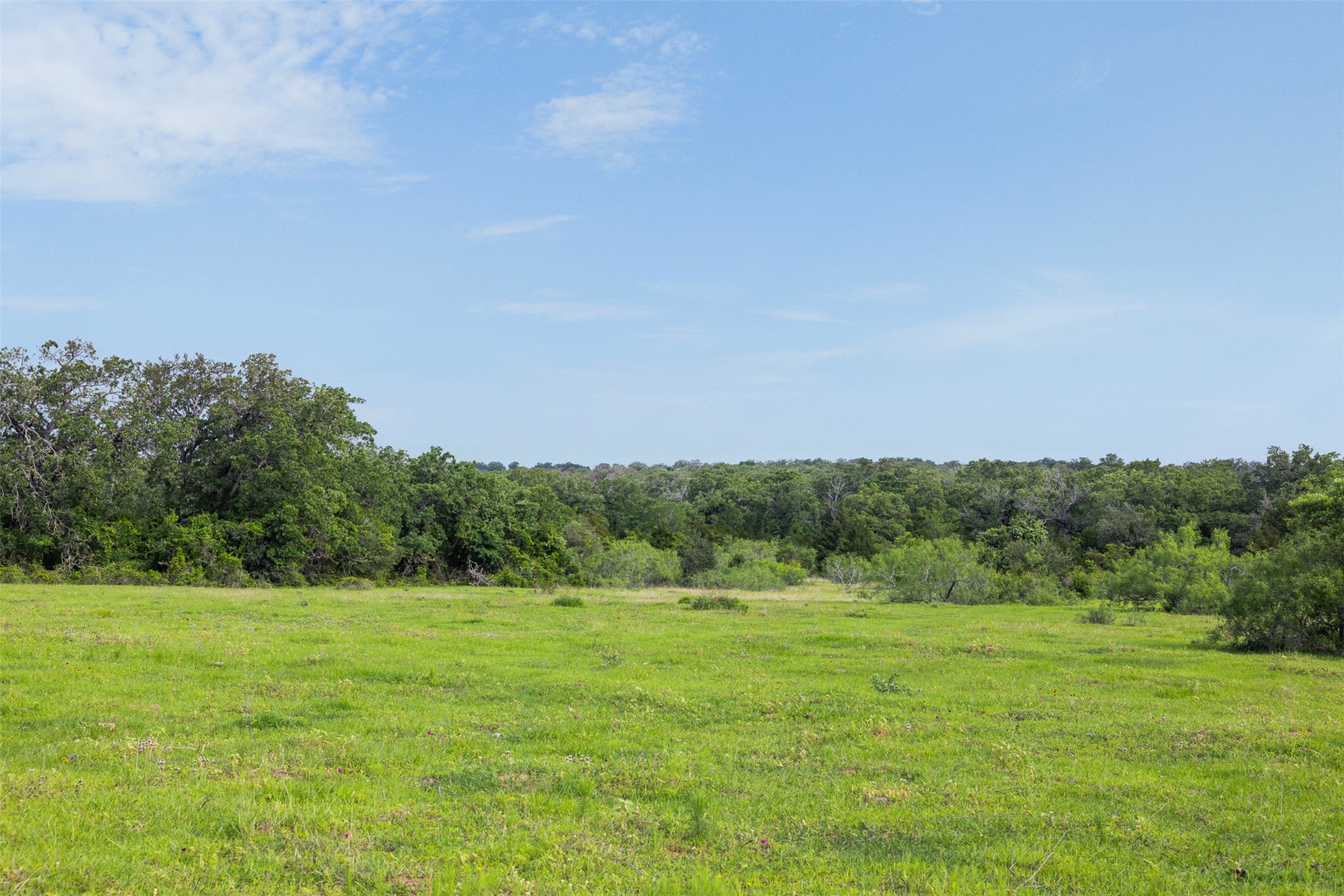 459 County Road 459 Road Thorndale, TX 76577 - Photo 7 of 35 a view of a green field with trees in the background