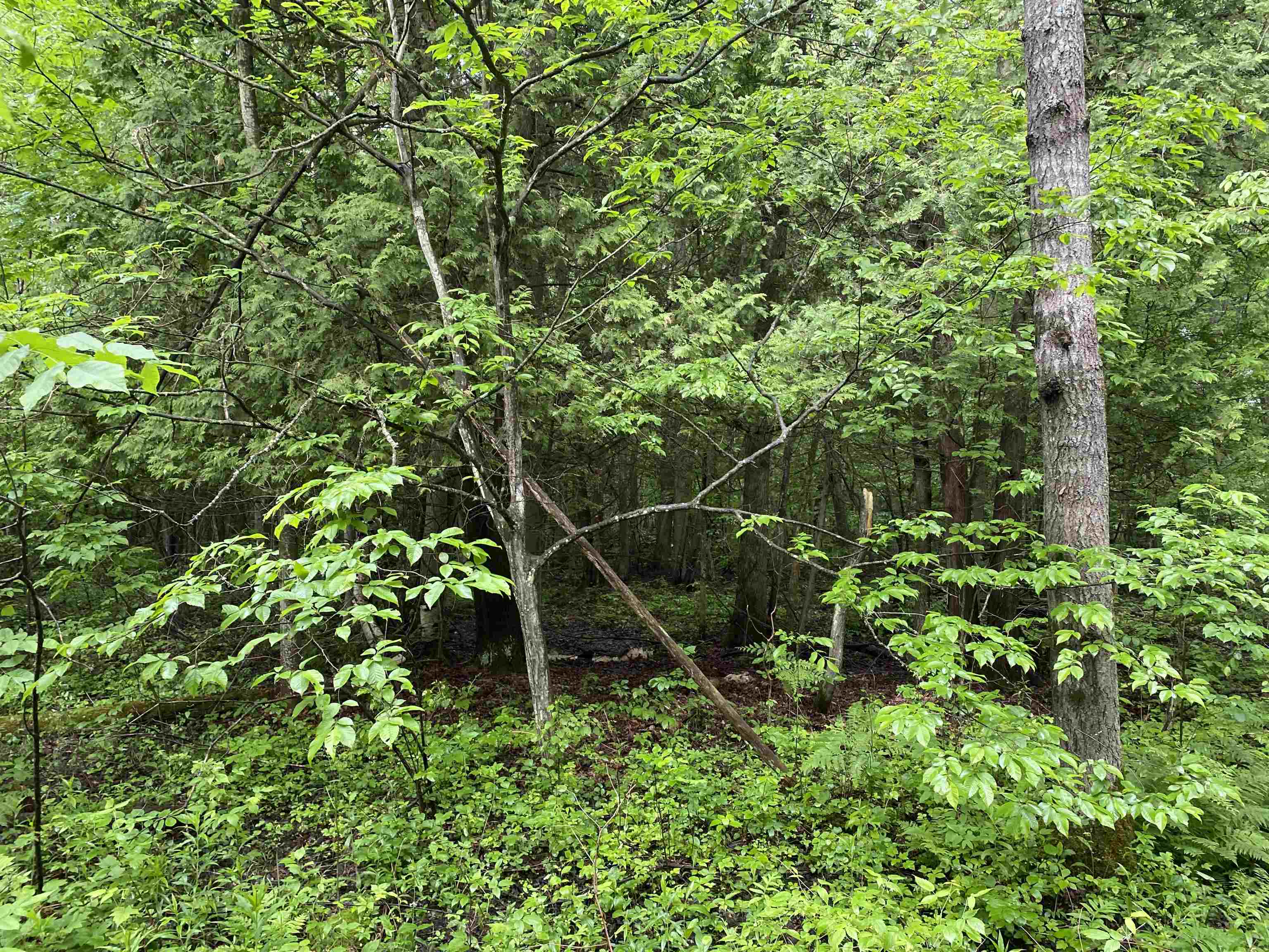 15991 Bentley Road Thompsonville, MI 49683 - Photo 5 of 19