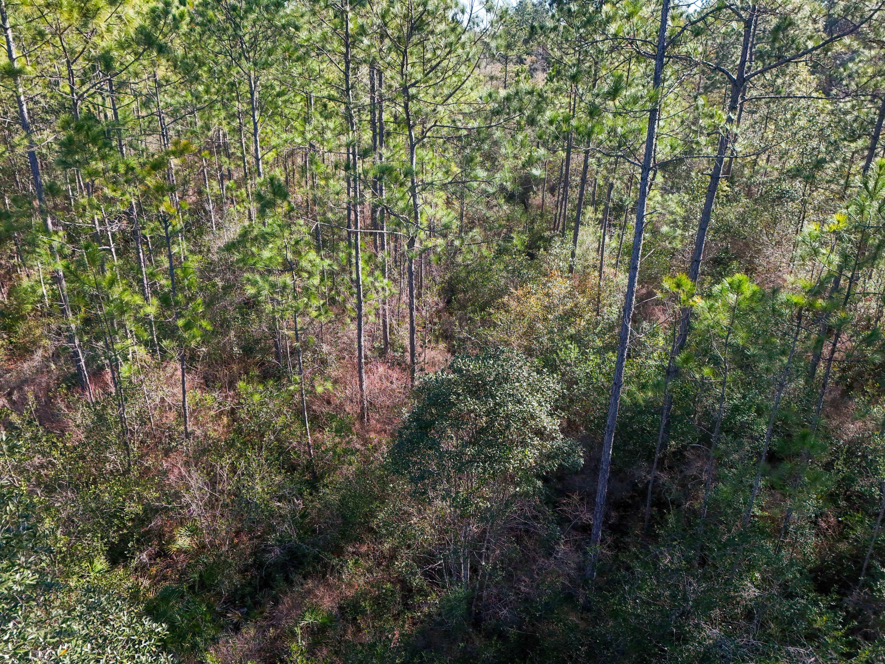 5 Highway 20 Freeport, FL 32439 - Photo 12 of 20 a view of a trees in a forest