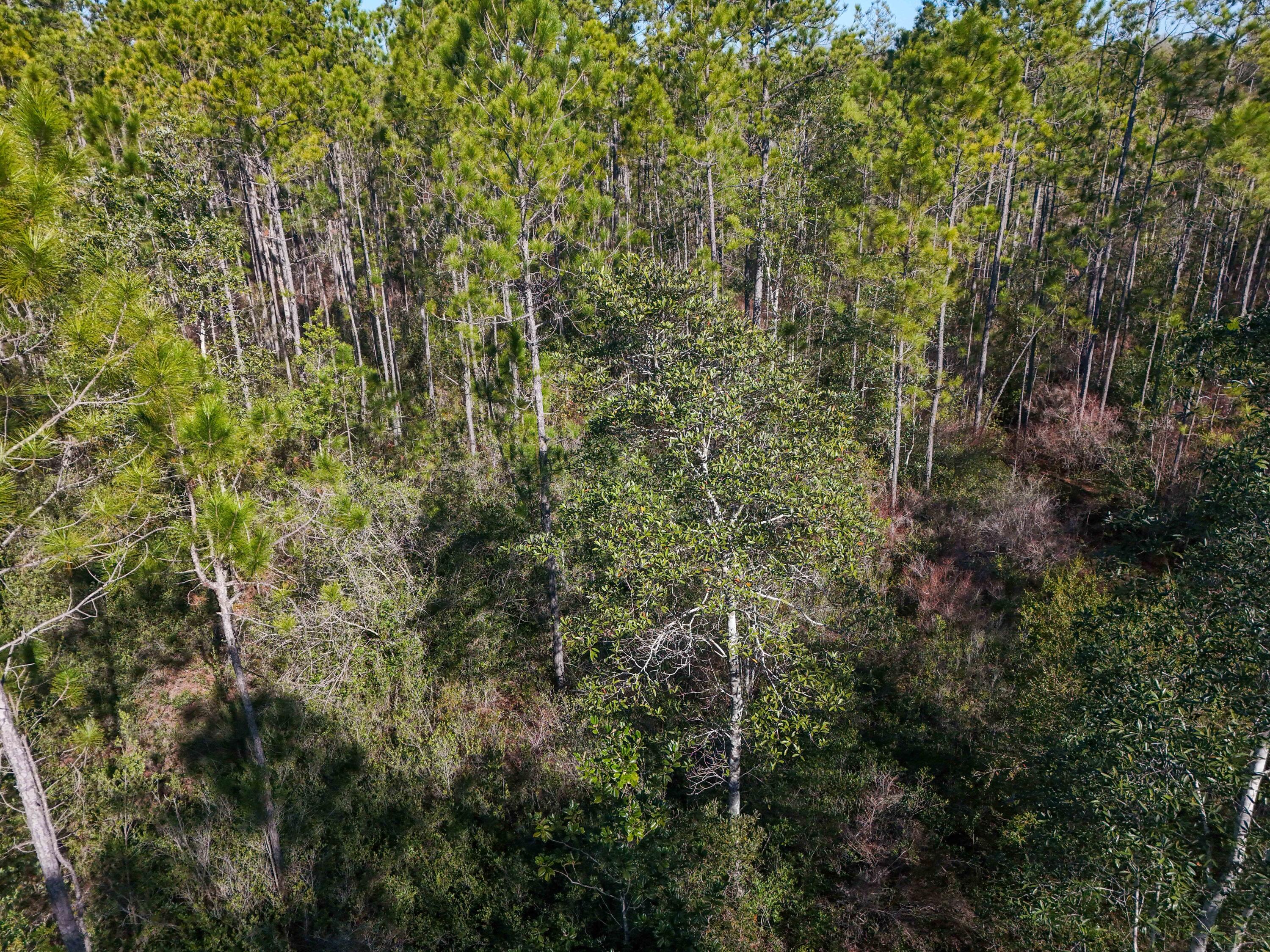 5 Highway 20 Freeport, FL 32439 - Photo 13 of 20 a view of a lush green forest