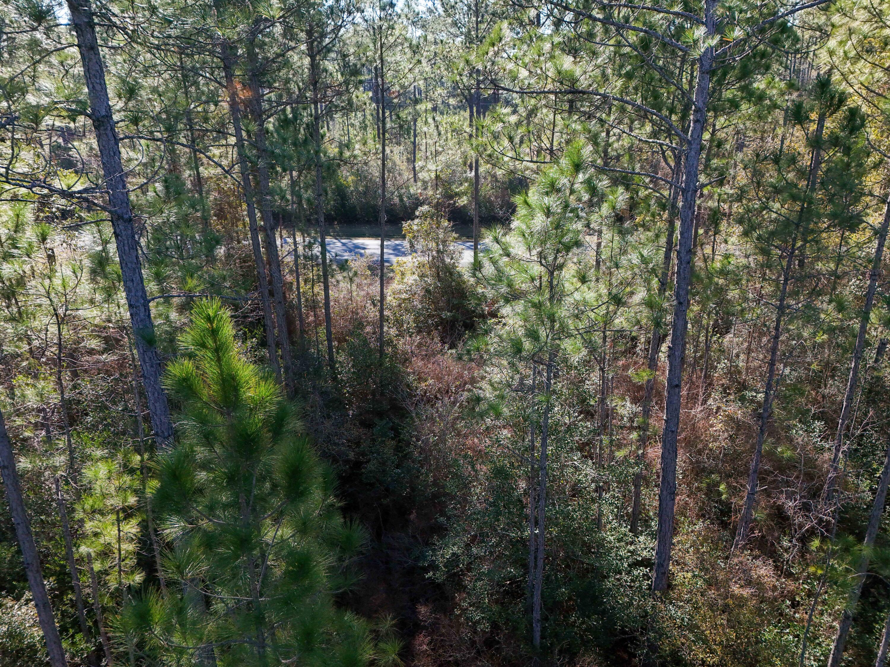 5 Highway 20 Freeport, FL 32439 - Photo 14 of 20 a view of a forest with a tree