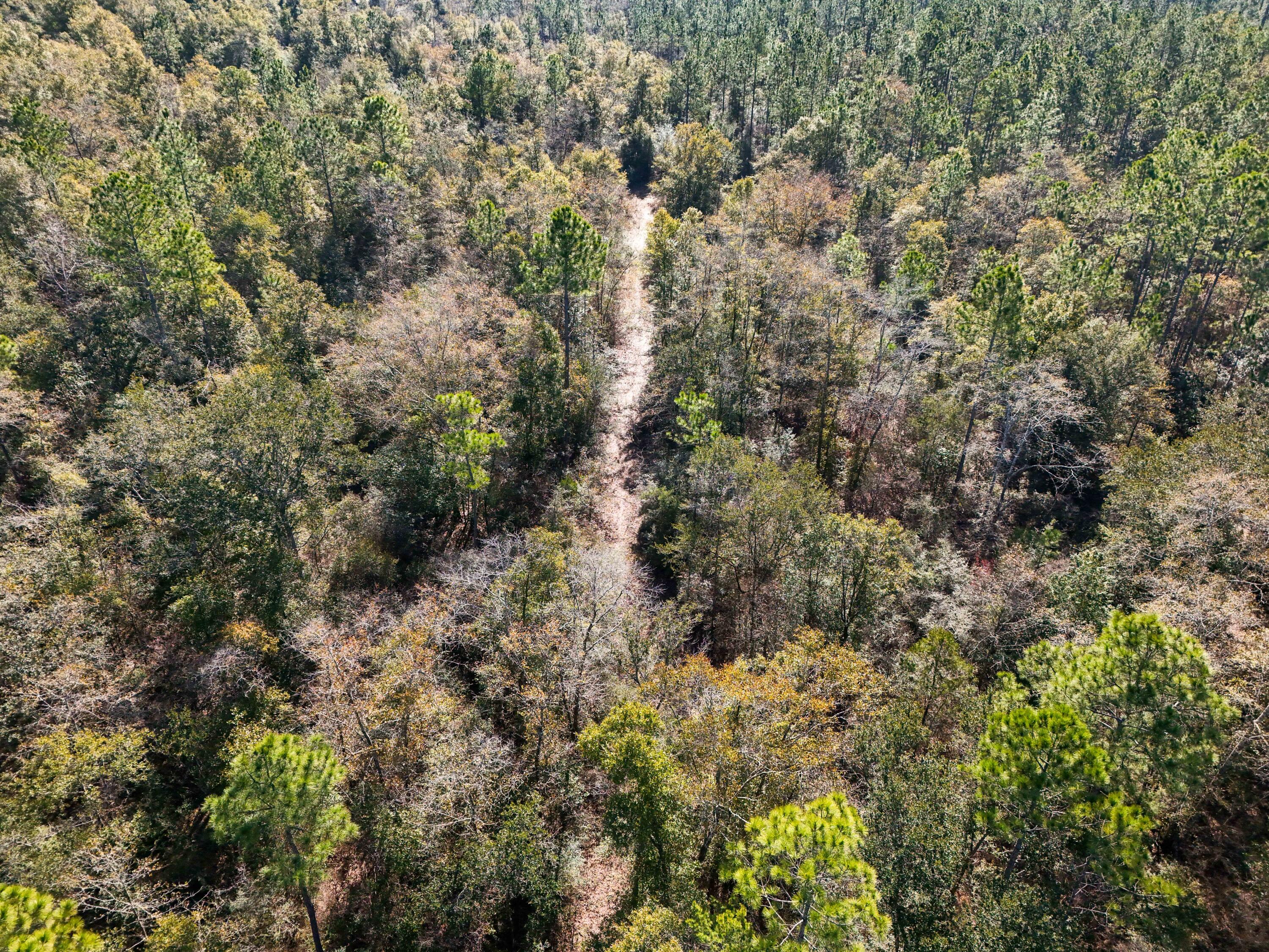 5 Highway 20 Freeport, FL 32439 - Photo 6 of 20 a view of a forest with lush green forest
