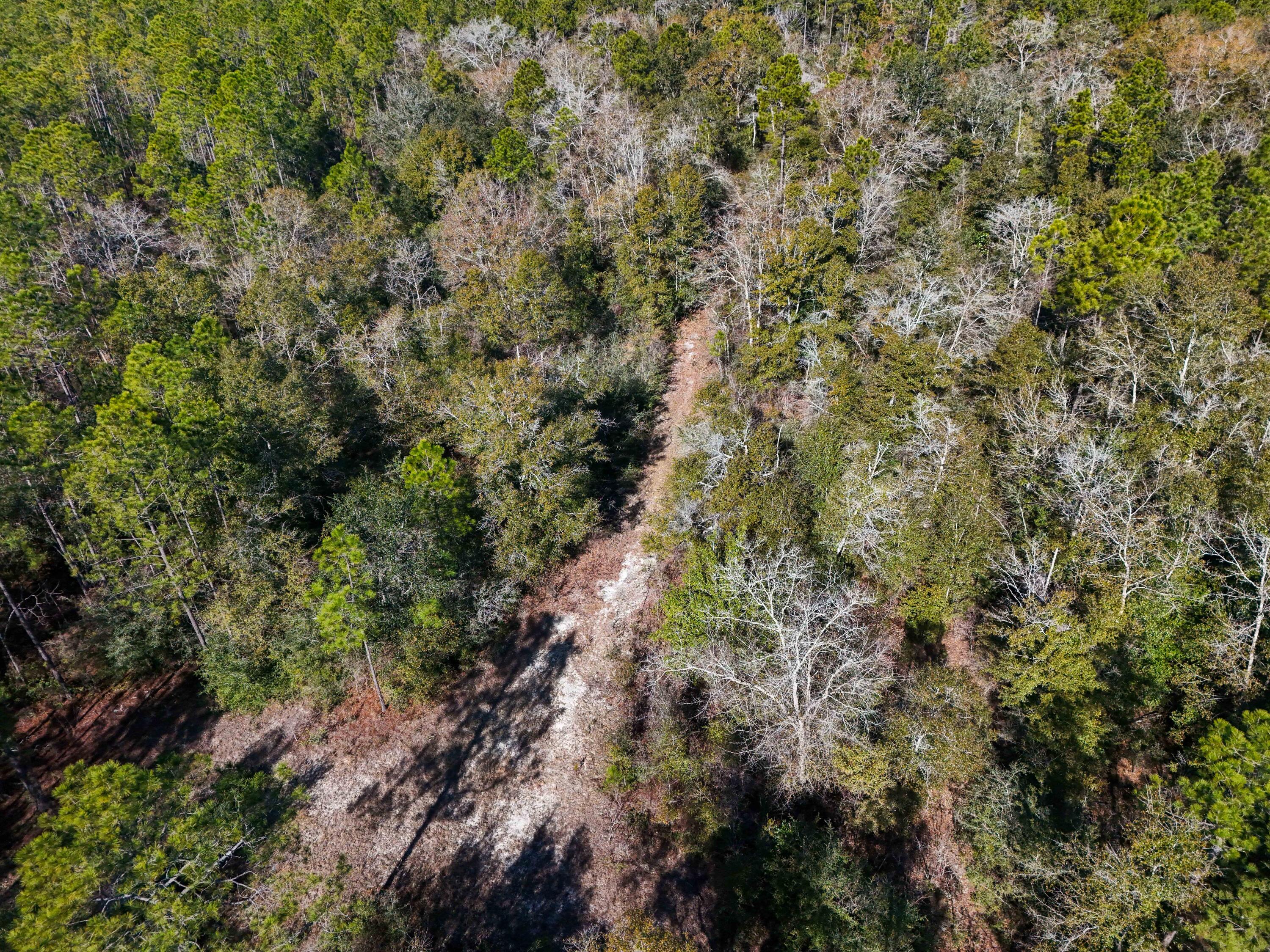 5 Highway 20 Freeport, FL 32439 - Photo 8 of 20 a view of a forest with a tree