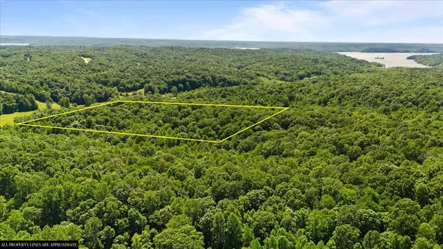 a view of a garden with plants