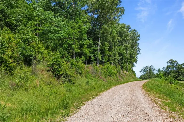a view of a lush green forest
