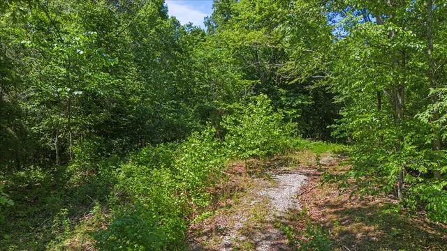 a view of a lush green forest