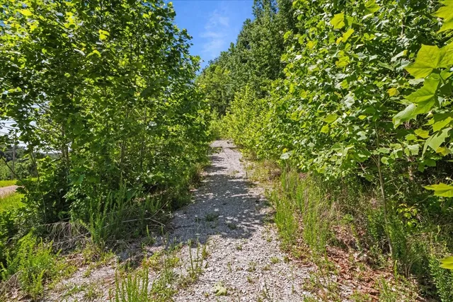 a big yard with plants and large trees