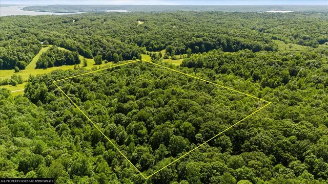 a view of a forest from a balcony