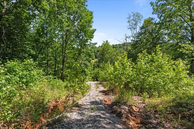 a close up of a plant in a garden