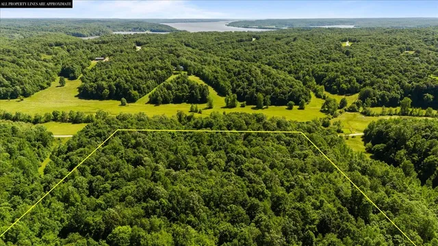 a view of a garden with plants