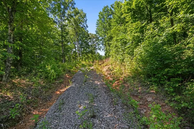 a view of a lush green forest