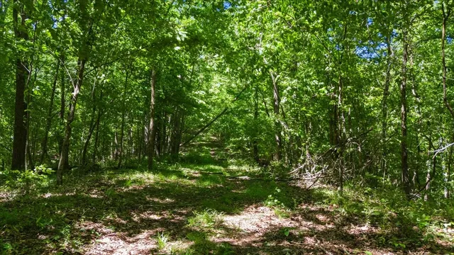 a view of a green field with lots of bushes