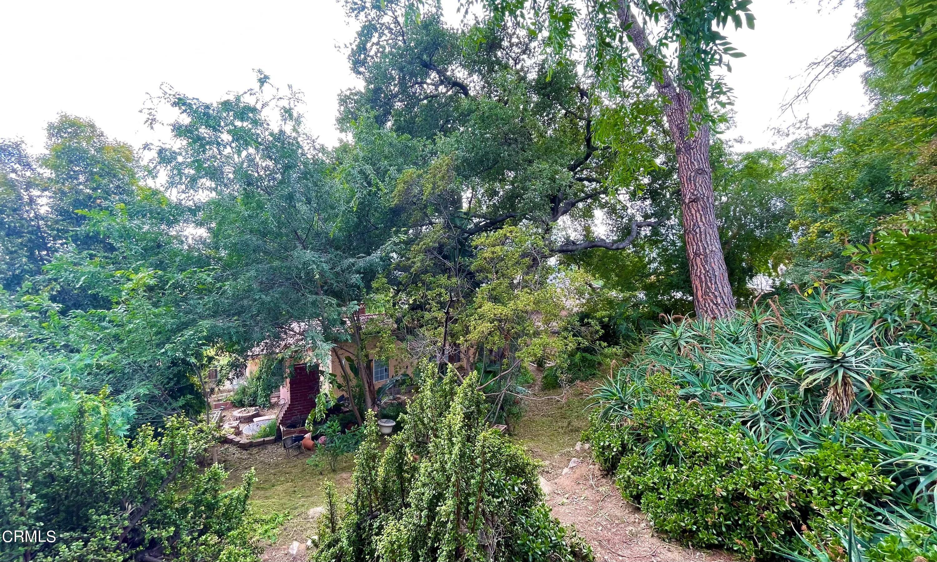 930 Sherlock Drive Burbank, CA 91501 - Photo 19 of 21 a view of a forest with lots of trees