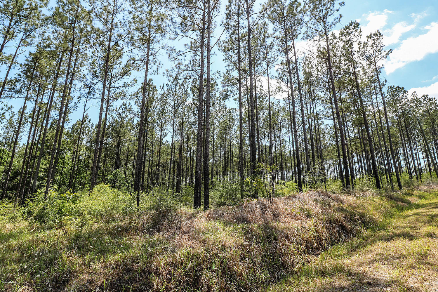 7.29-acres Homestead Road Lucedale, MS 39452 - Photo 2 of 11 2