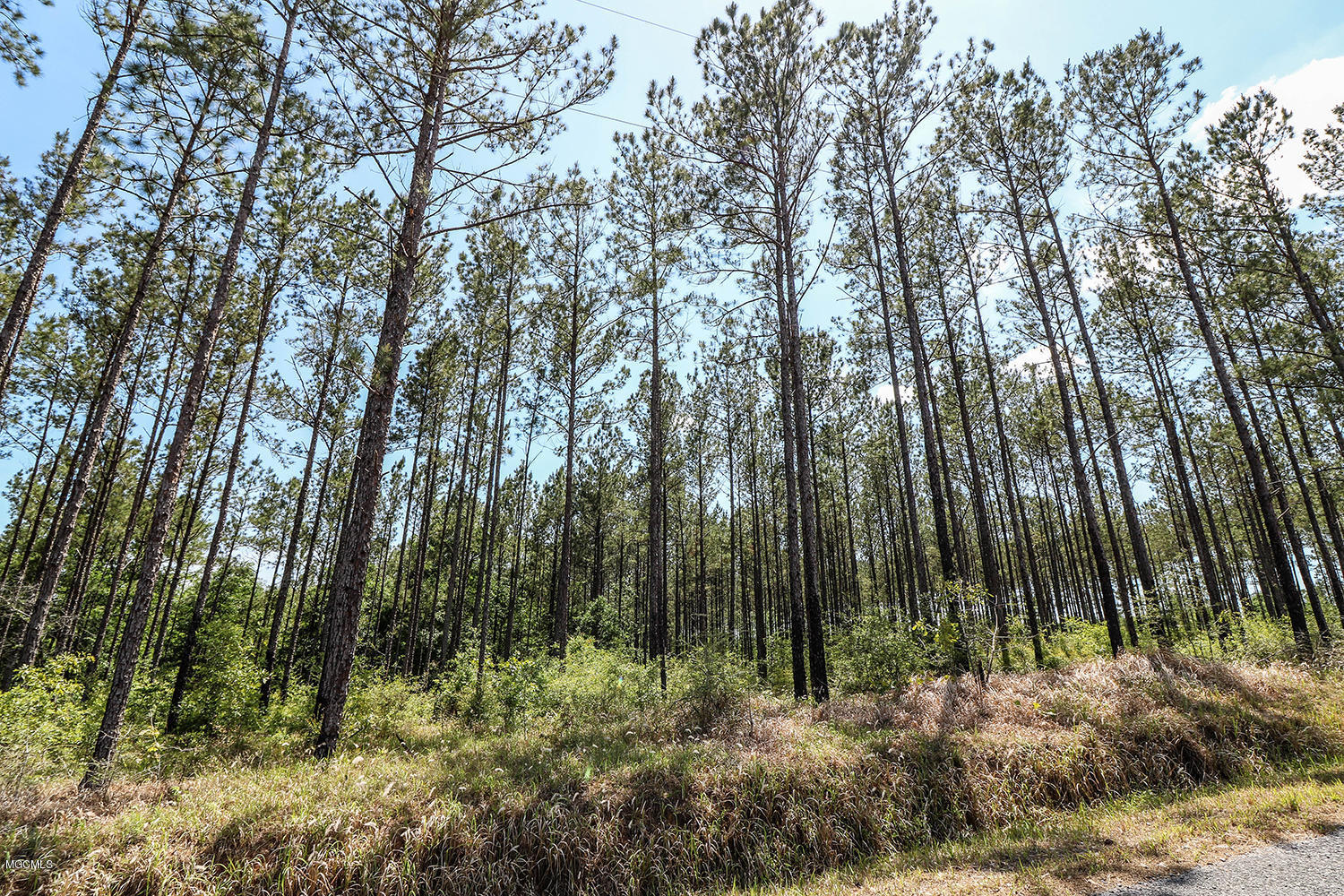 7.29-acres Homestead Road Lucedale, MS 39452 - Photo 3 of 11 3