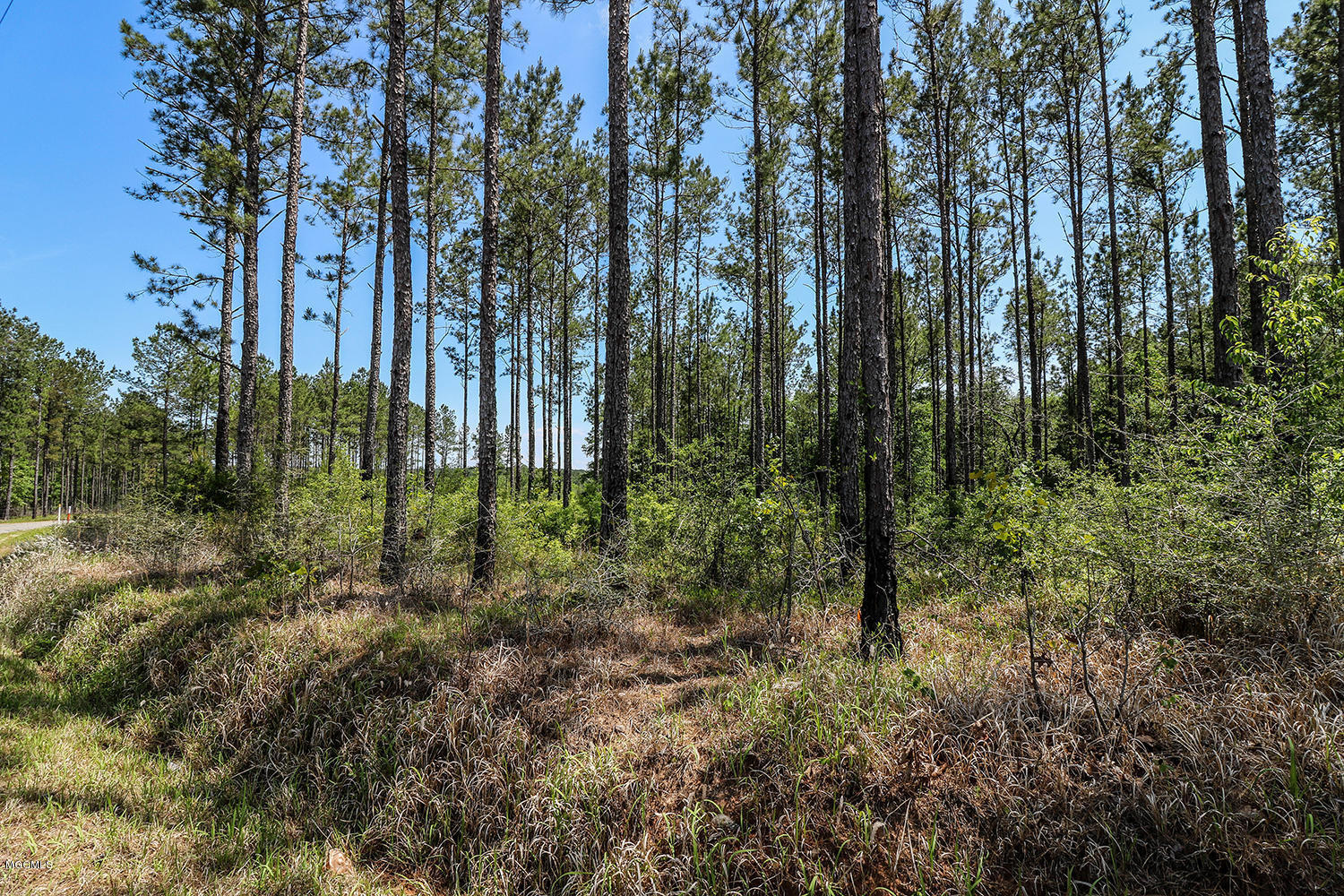 7.29-acres Homestead Road Lucedale, MS 39452 - Photo 4 of 11 4