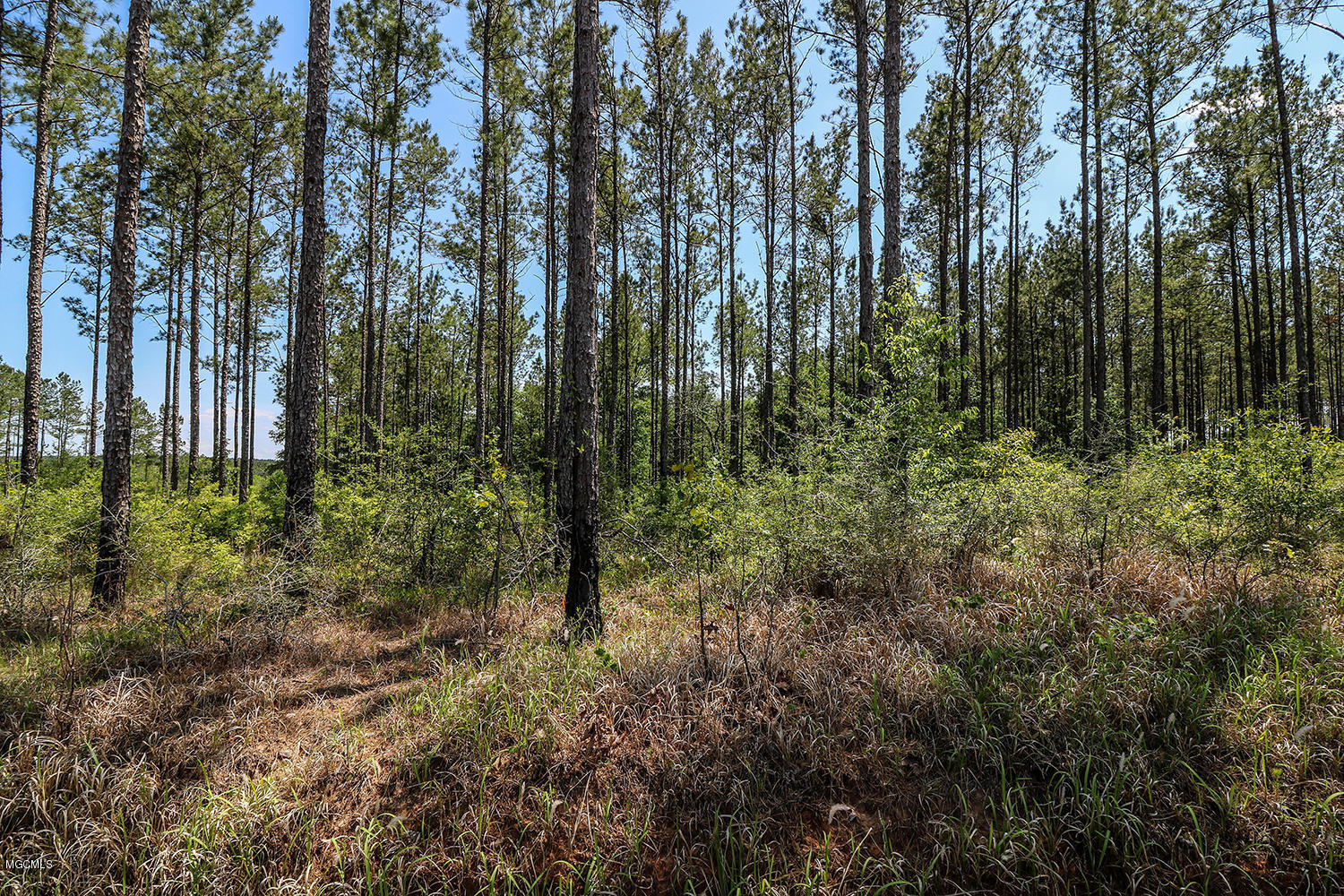 7.29-acres Homestead Road Lucedale, MS 39452 - Photo 5 of 11 5