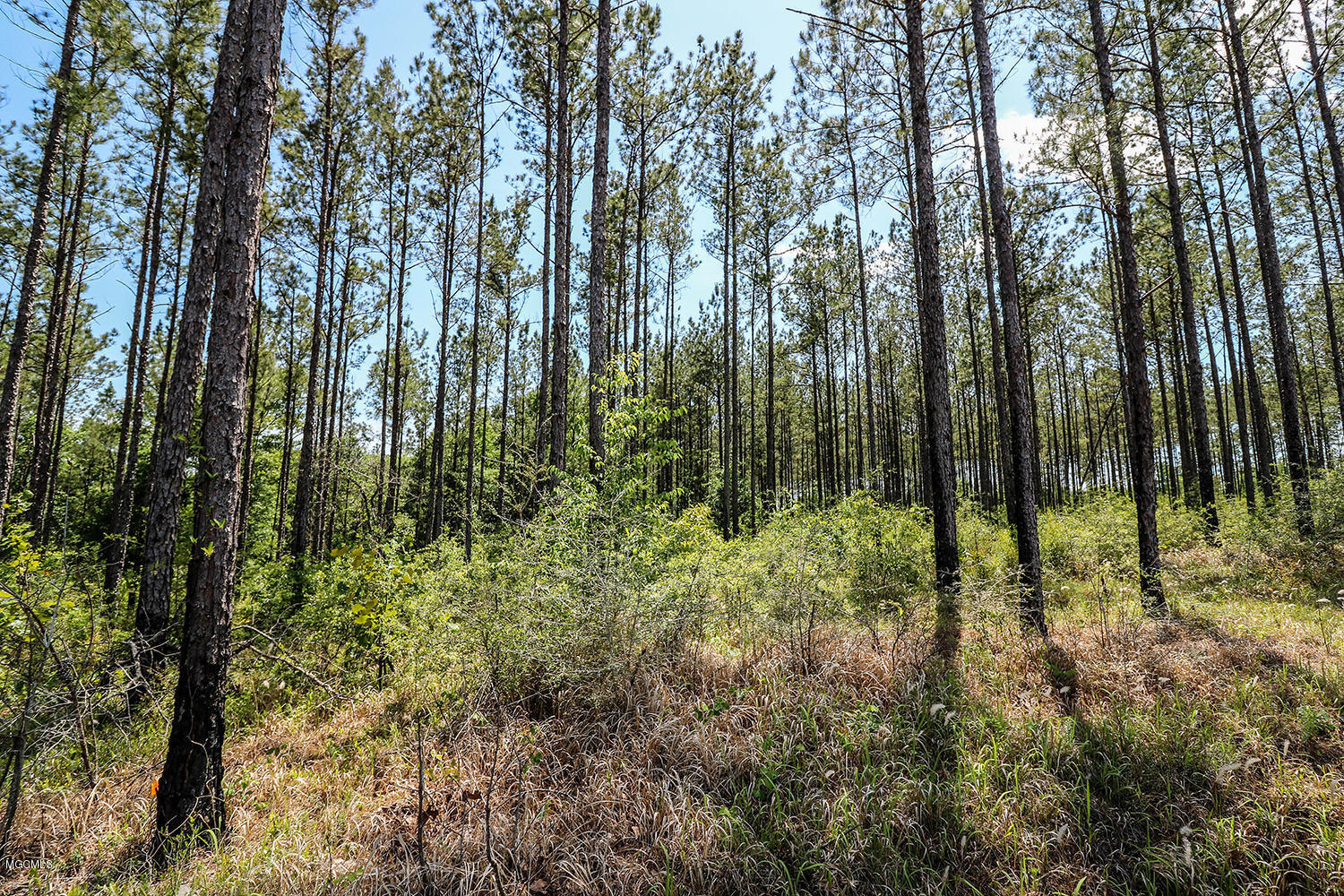 7.29-acres Homestead Road Lucedale, MS 39452 - Photo 6 of 11 6