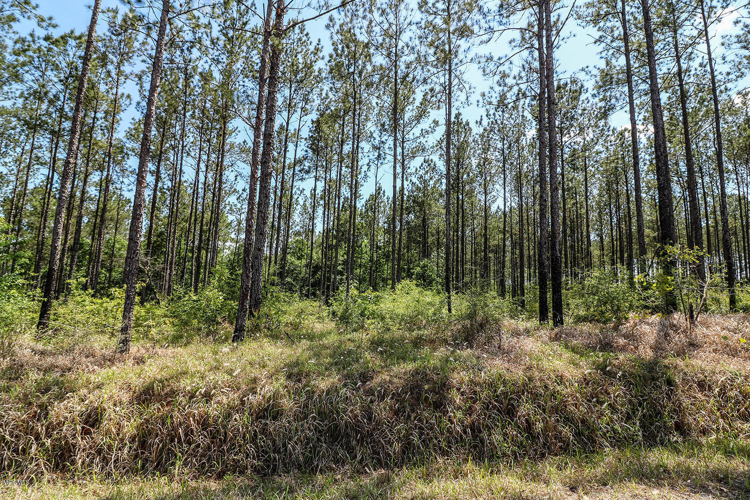 7.29-acres Homestead Road Lucedale, MS 39452 - Photo 7 of 11 7