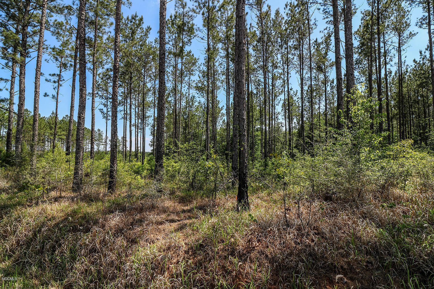 7.29-acres Homestead Road Lucedale, MS 39452 - Photo 8 of 11 8