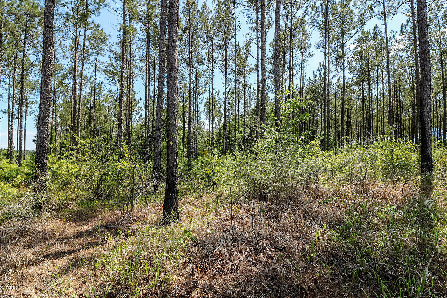 7.29-acres Homestead Road Lucedale, MS 39452 - Photo 9 of 11 9