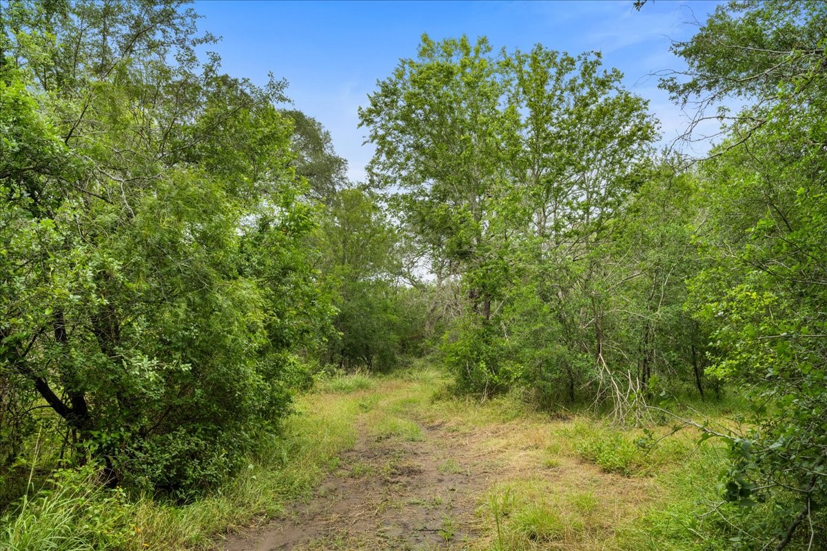 288 Charcoal Road Rosanky, TX 78953 - Photo 18 of 23 a view of a lush green forest