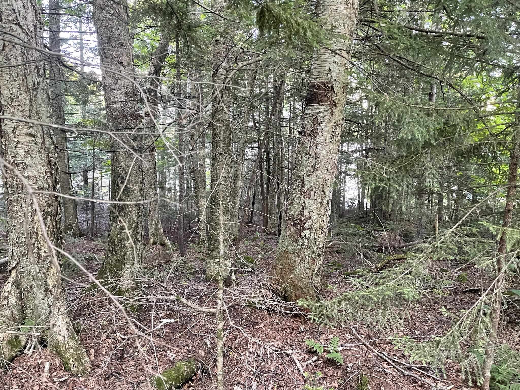 Lot 27 Westside Lake Road Maidstone, VT 05905 - Photo 4 of 10