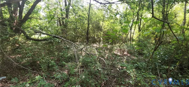a view of a tree in a yard