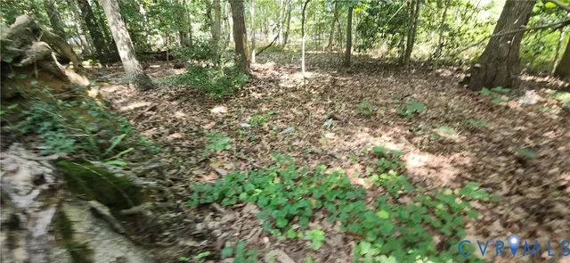 a view of a forest with lots of trees