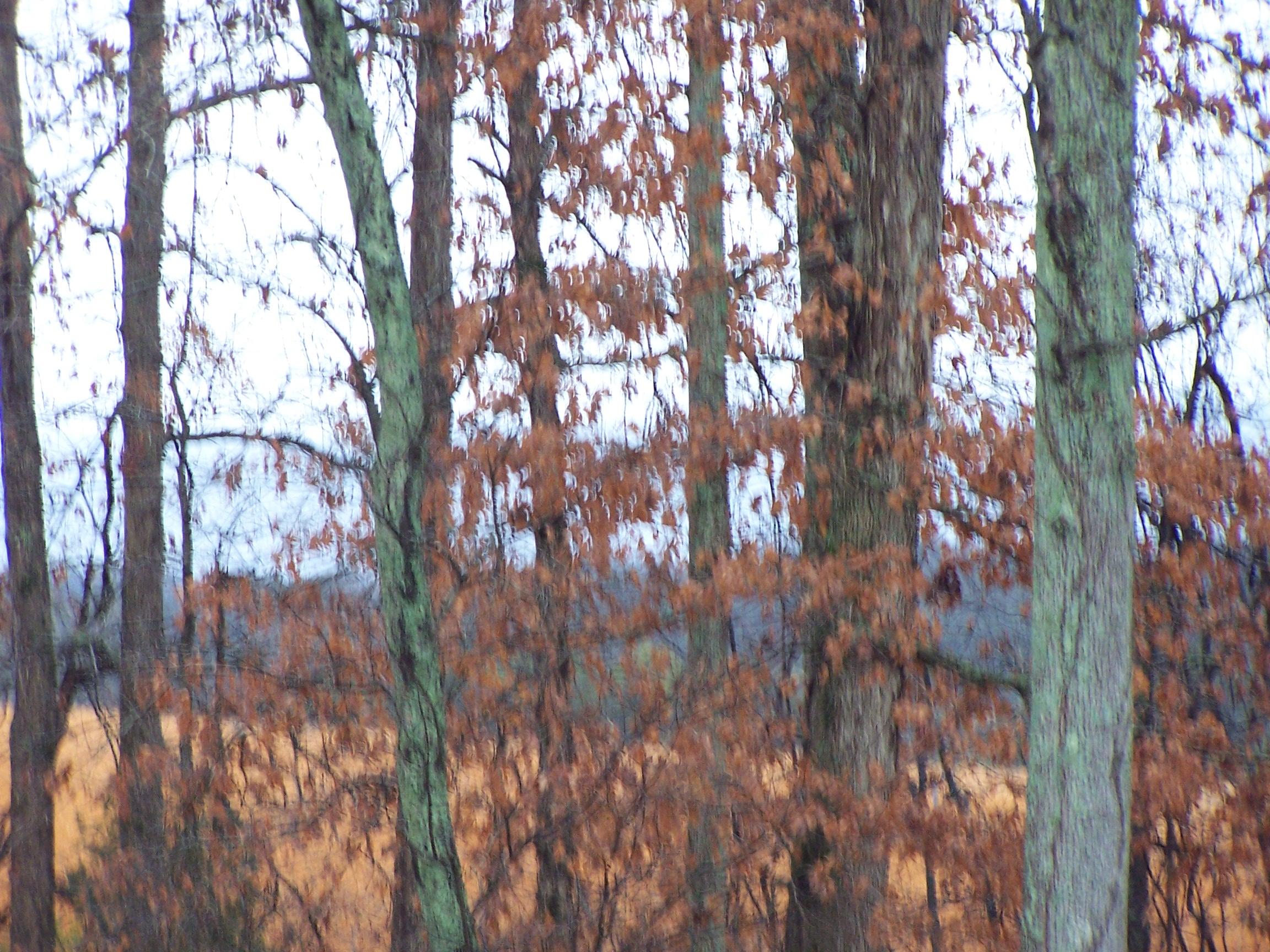 1267 Houston Springs Road Greenback, TN 37742 - Photo 2 of 2 000_0793