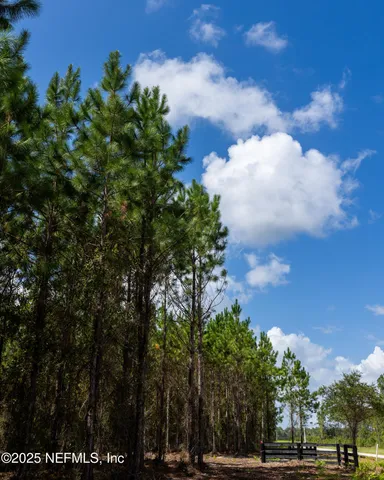 a view of a tree with a yard