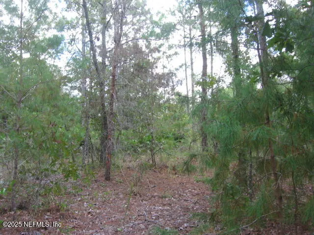 a view of a forest with trees in the background