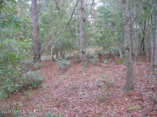 a view of a forest with trees in the background