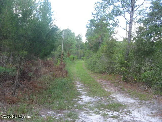 a view of a forest with trees in the background
