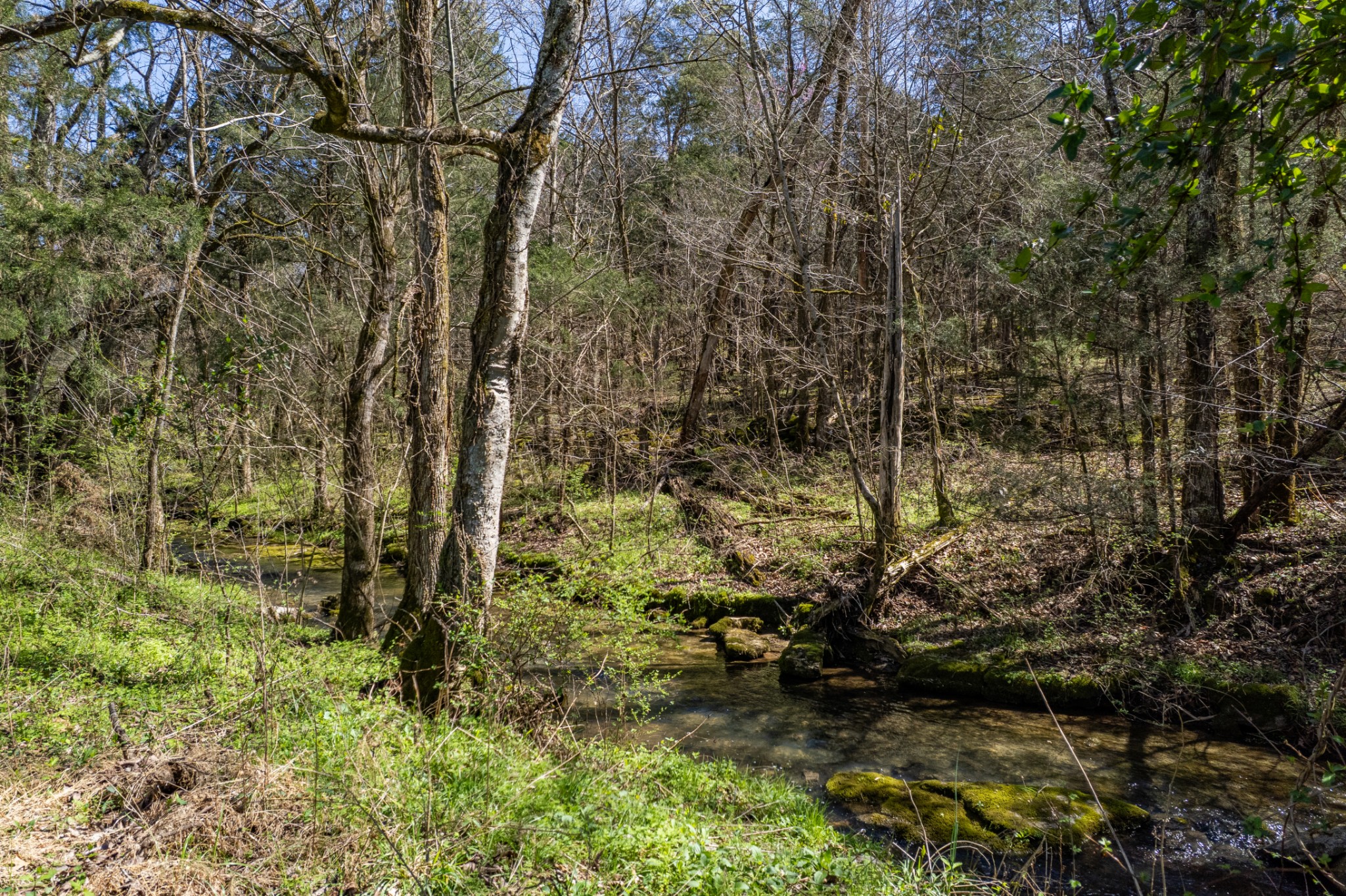 4770 Delina Road Cornersville, TN 37047 - Photo 58 of 71