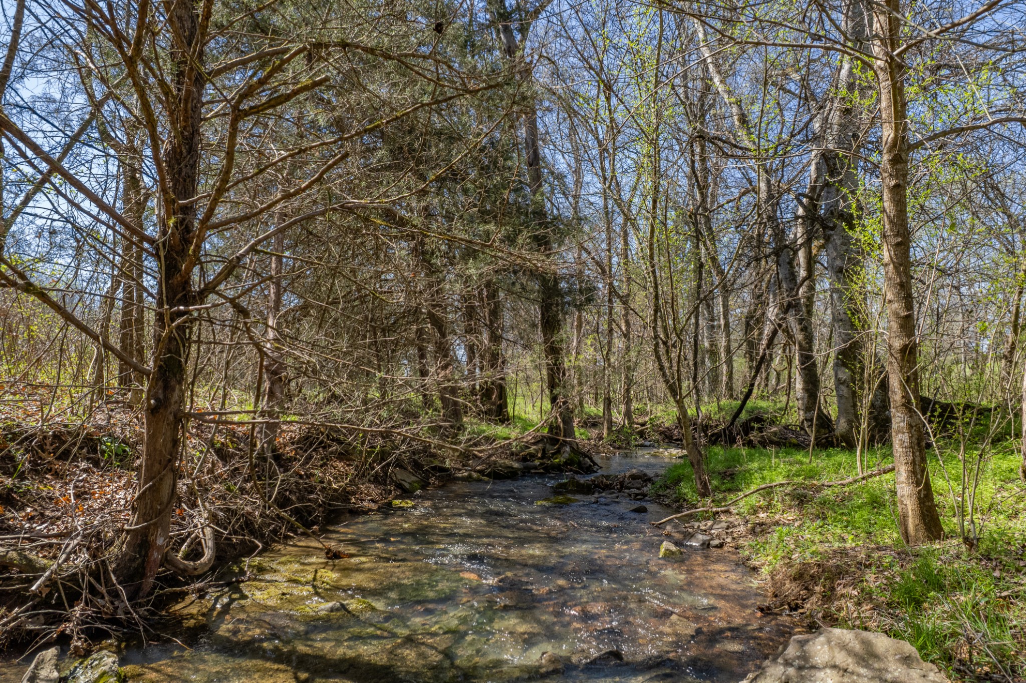 4770 Delina Road Cornersville, TN 37047 - Photo 59 of 71 a view of backyard