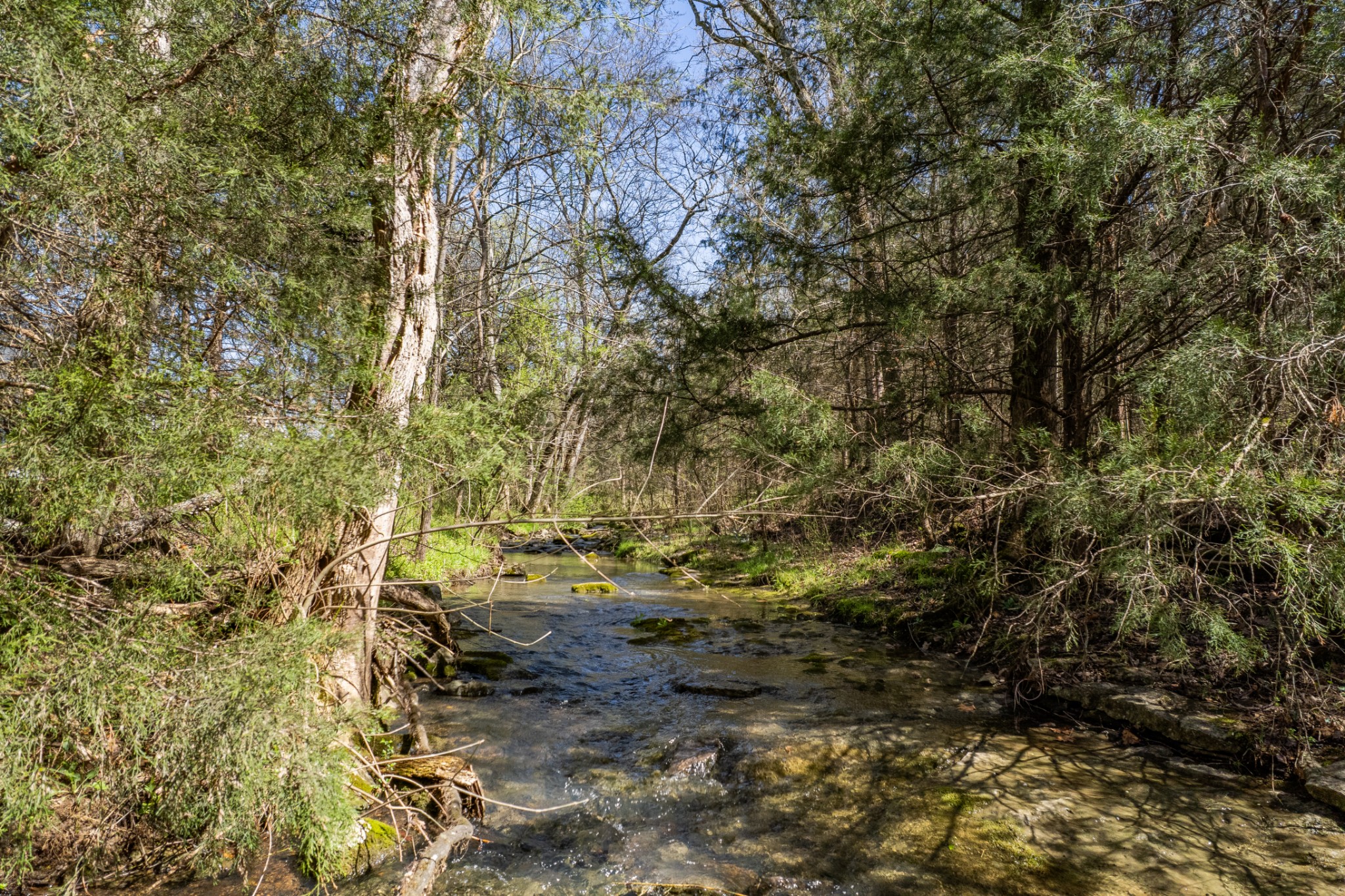 4770 Delina Road Cornersville, TN 37047 - Photo 60 of 71 a view of a yard with plants and trees