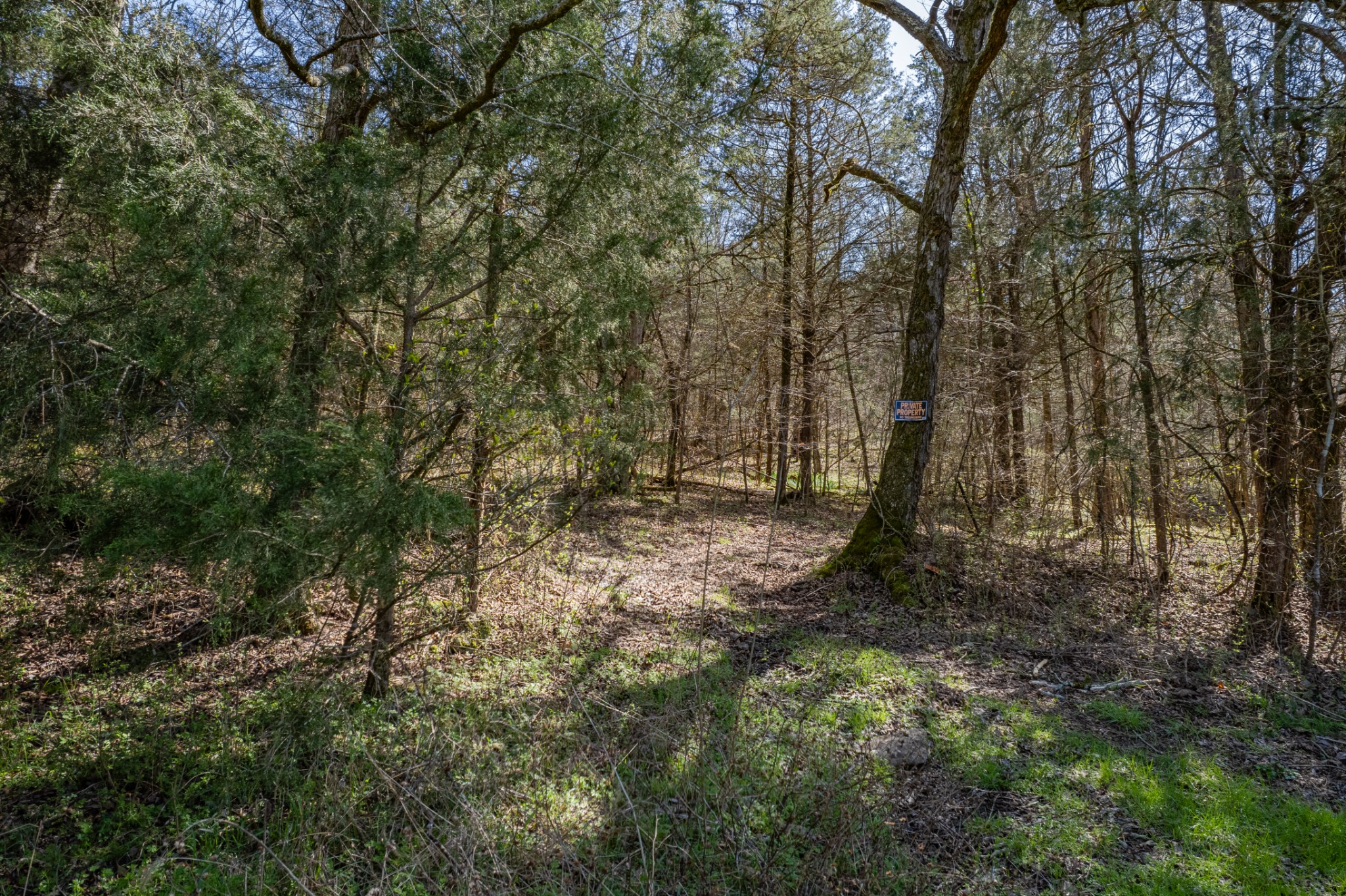4770 Delina Road Cornersville, TN 37047 - Photo 64 of 71 a view of outdoor space and trees