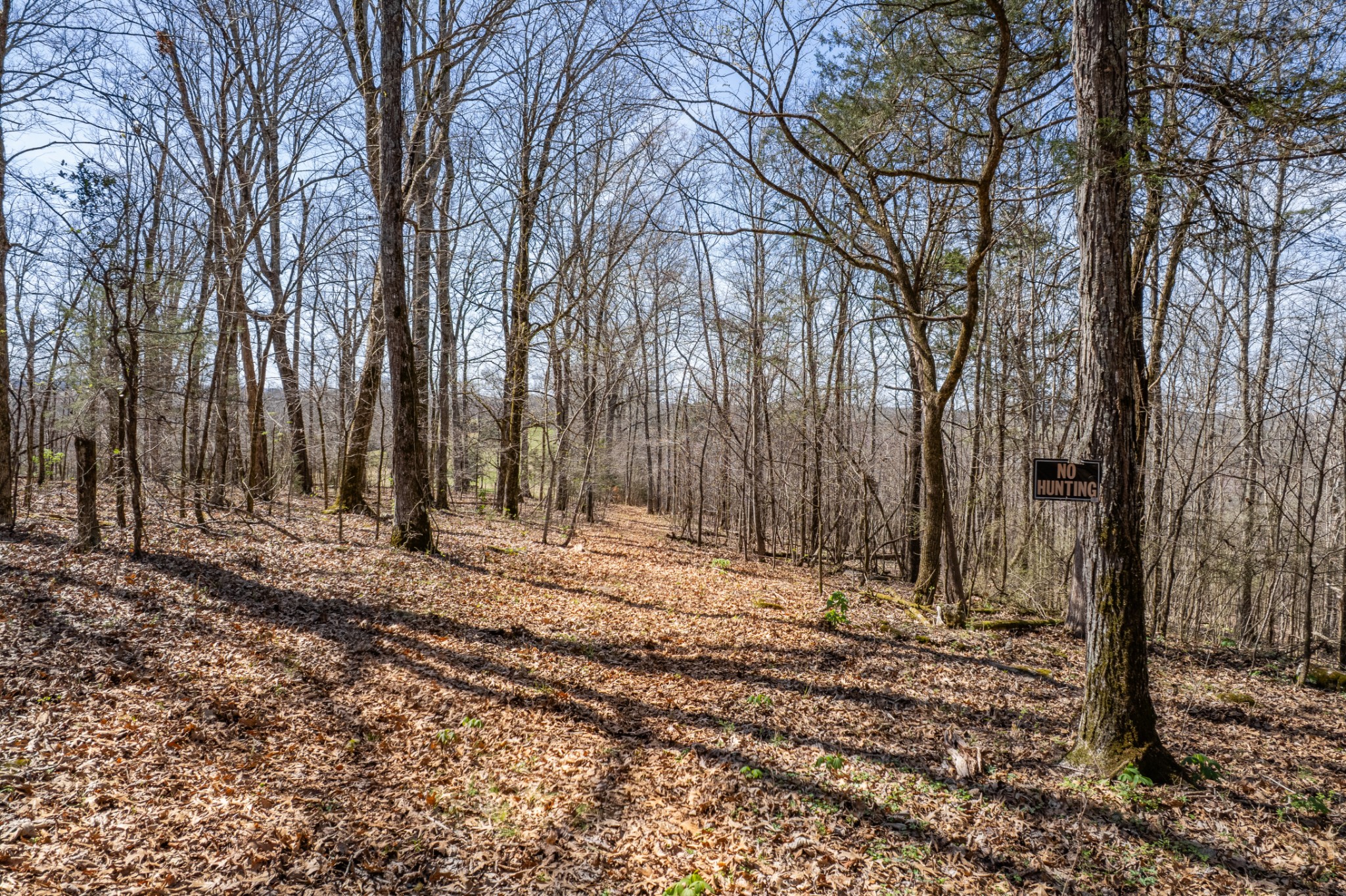 4770 Delina Road Cornersville, TN 37047 - Photo 70 of 71 a backyard of a house with lots of green space