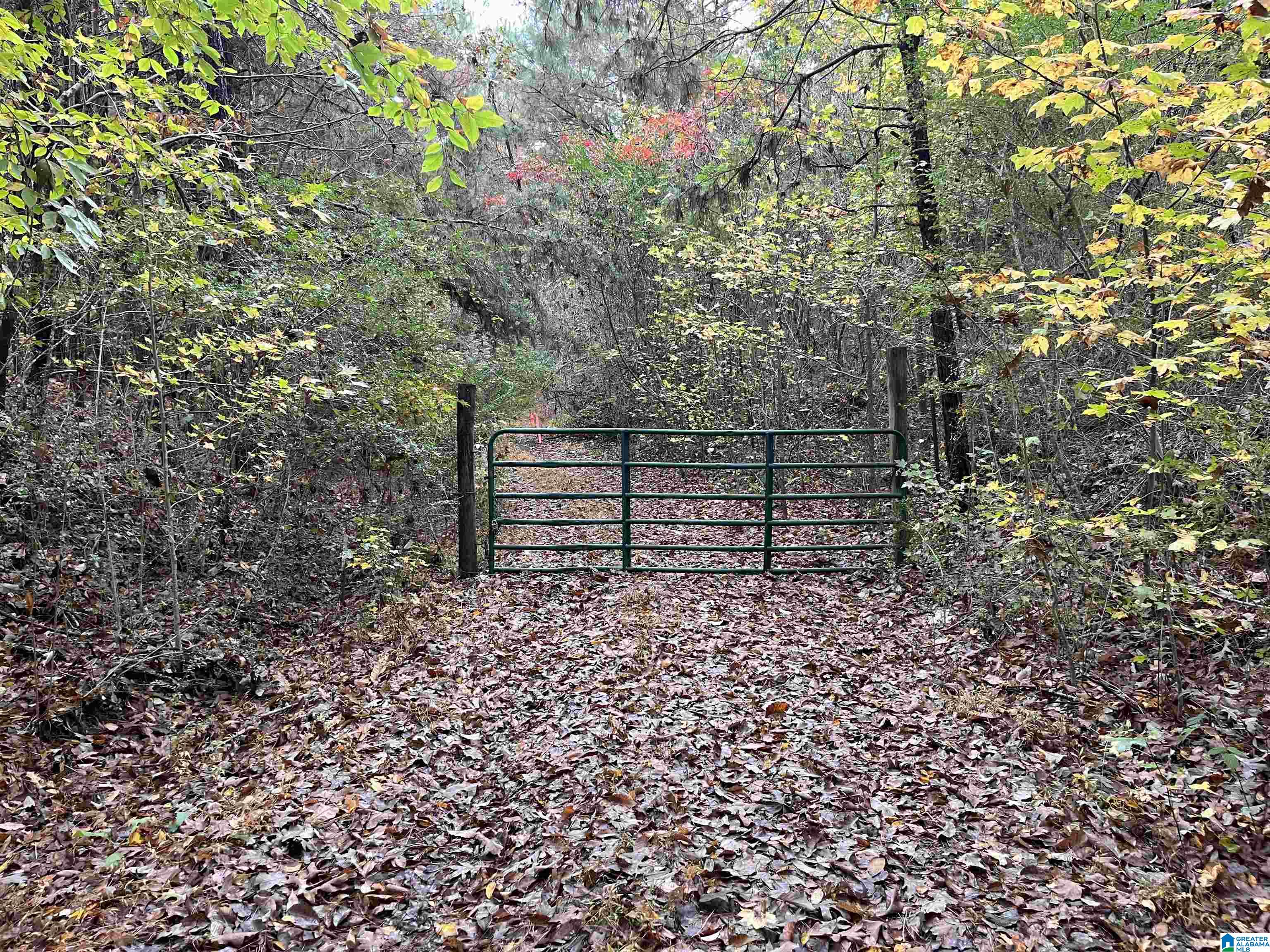 83-acres Byler Road, Unit 83 ACRES Haleyville, AL 35565 - Photo 4 of 19
