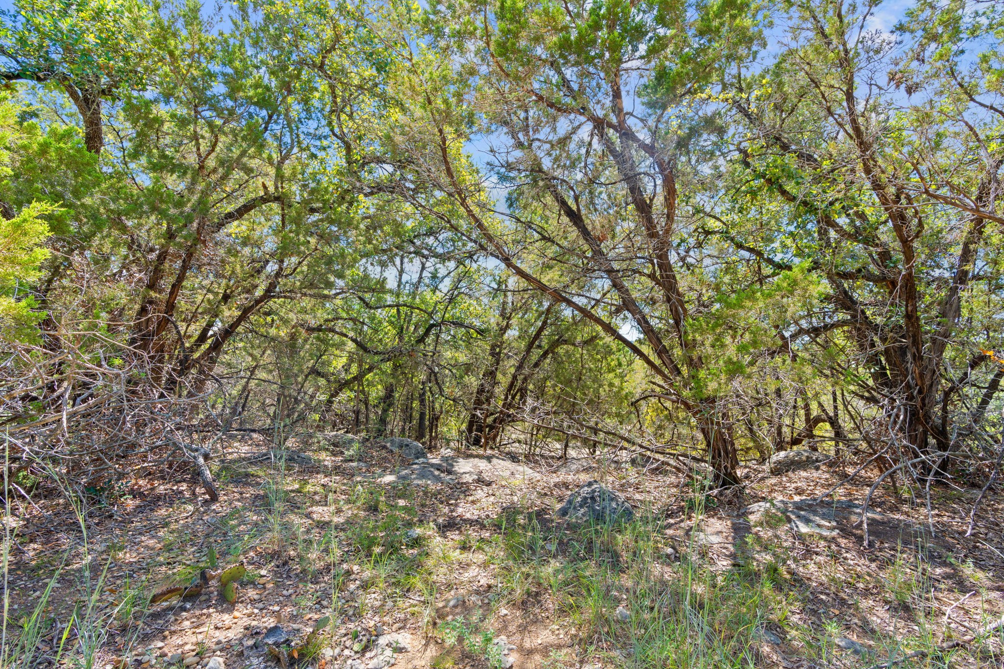 635 Ivean Pearson Road Lago Vista, TX 78645 - Photo 24 of 24 a view of tree and green space