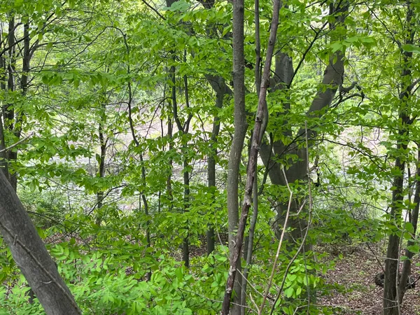 $20,000 | 20 E Heights, Remus, MI 49340