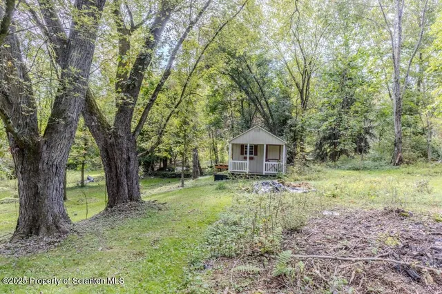 a view of a forest with a tree