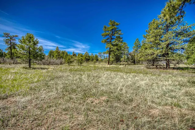a view of a yard with a tree