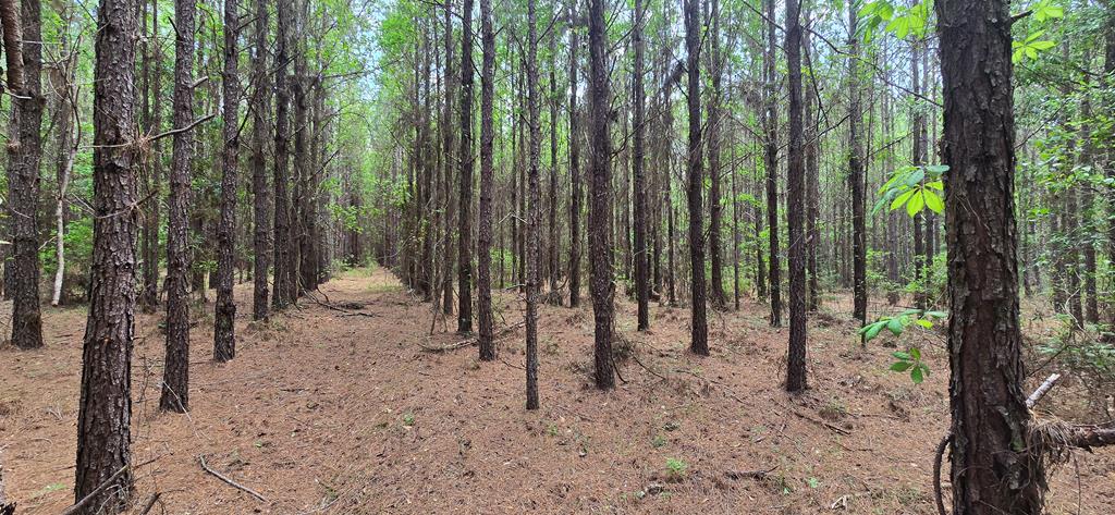 10 Mt Zion Road Gordon, AL 36343 - Photo 11 of 28